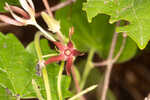 Climbing milkvine